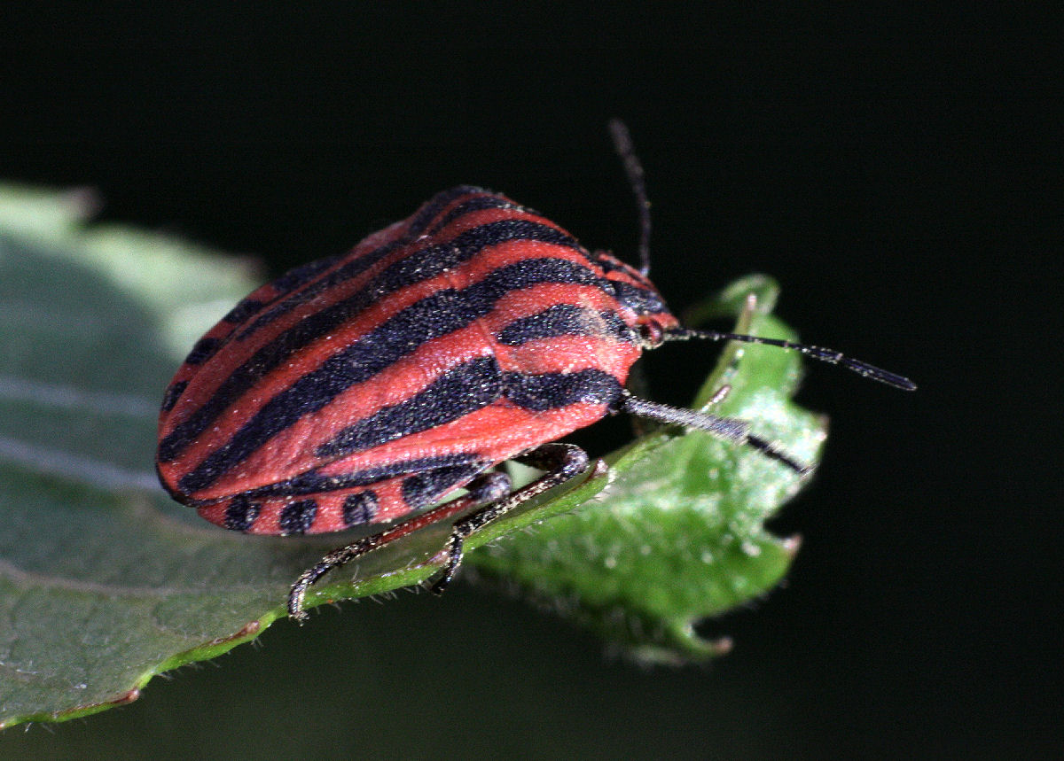Graphosoma lineatum italicum? S